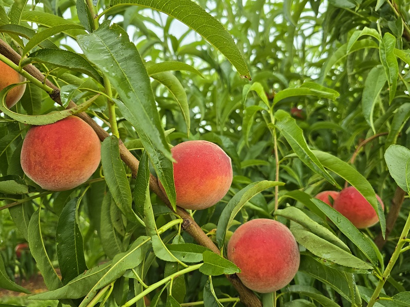 yellow peach